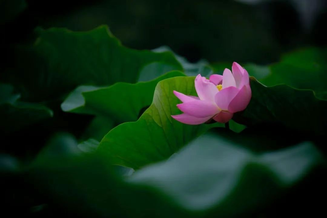 D哥的座右銘”做得好不如做得巧”最終害了自己