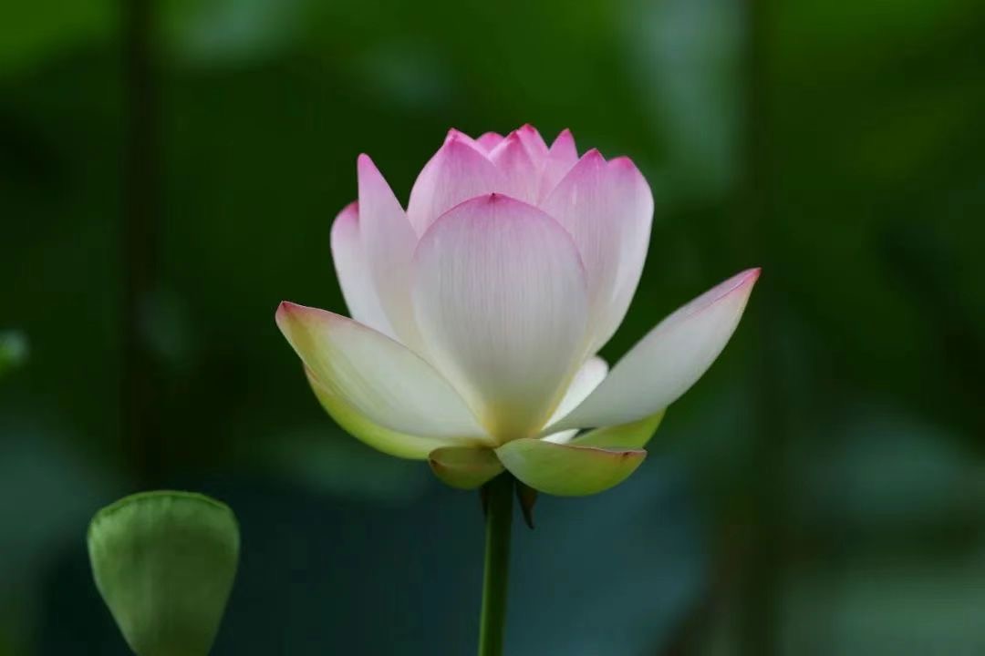 【視頻】你所認知的閻王爺其實是被訛化了的