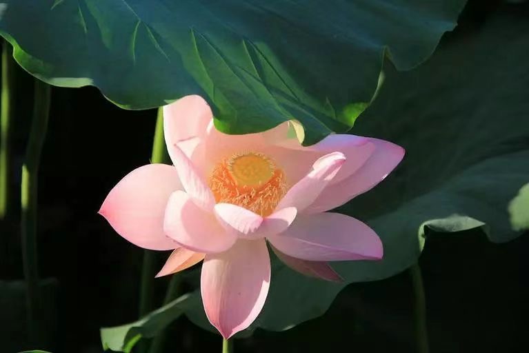 耄耋之年患癌症的母親得受佛陀加持免除病痛之苦