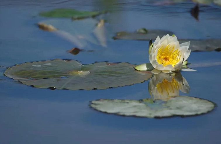 華藏學佛苑苑長隆慧拉堅二世上大德港澳弘法行