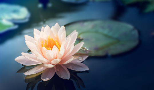 哪裡才能找到真正的佛法,去幫母親完成心願呢?