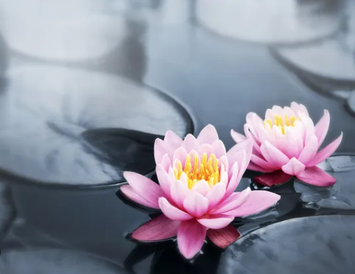 守望、尋覓//我認識的比丘尼們