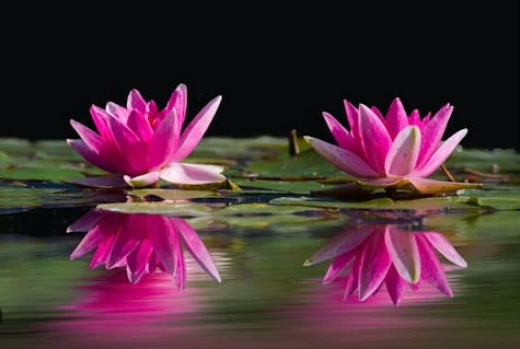 心聲：正法真的難遇難求