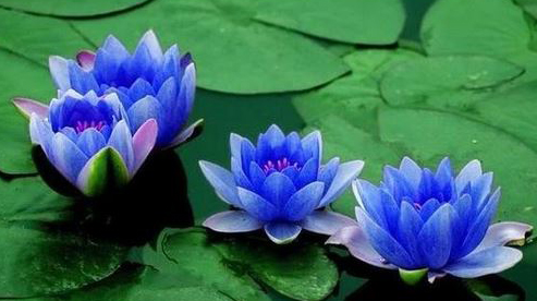 我終於走出了學佛的誤區