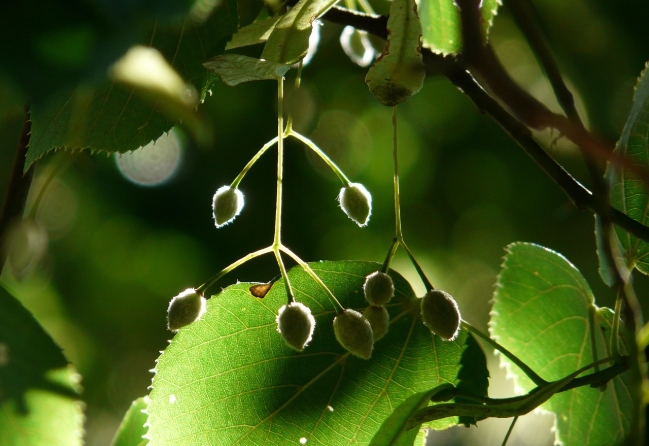 本想只是去旅遊,卻意外獲得殊勝因緣