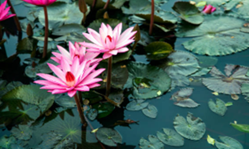 談談我吃素食的心路歷程